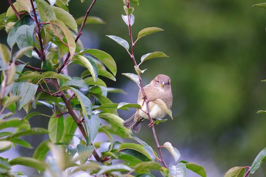 sparrow sitting on a tree branch