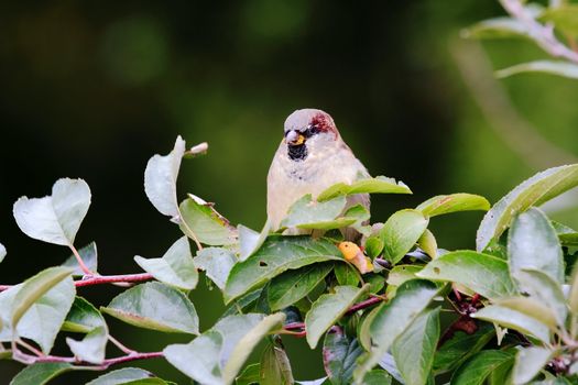 sparrow sitting on a tree branch