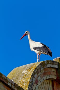 Beautiful white stork