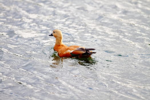 beautiful ducks on the pond