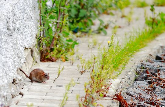 rat ran out of the hole on nature for food, hunting