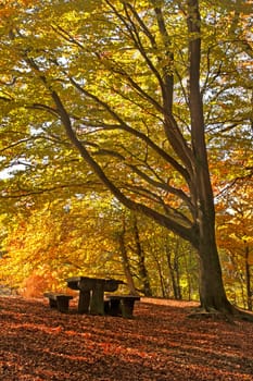 The colours of Autumn in woodland in the Peak District National Park, England. 