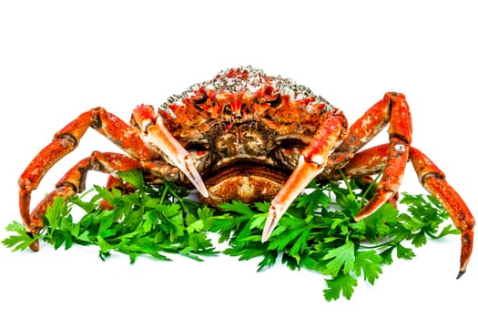 A spider crab on a white background