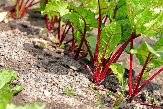 Young beet sprouts on a bed, shallow DOF.