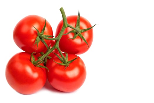 Fresh tomato branch isolated on white background