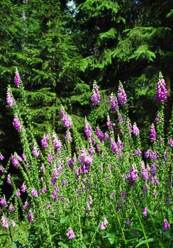 Common foxglove (Digitalis purpurea)