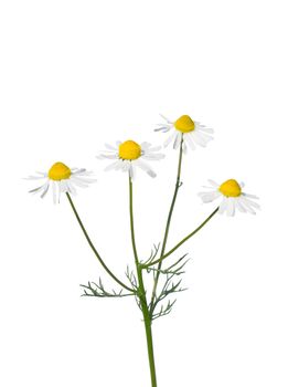 German chamomile (Matricaria chamomilla)