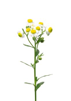 Annual fleabane (Erigeron annuus)