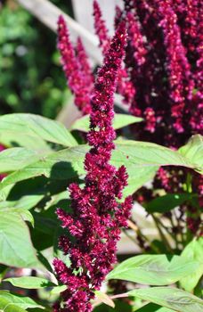 Red amaranth (Amaranthus cruentus)