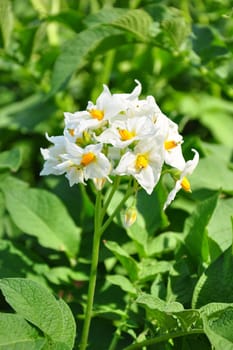 Potato flower