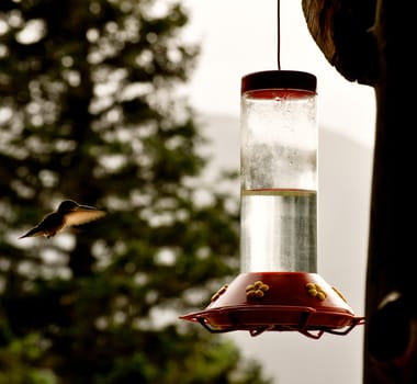 Hummingbird wings