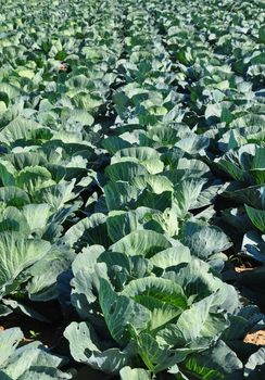 Cabbage field