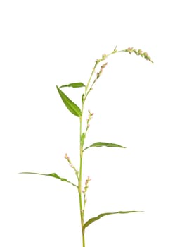 Tasteless water-pepper (Persicaria dubia)