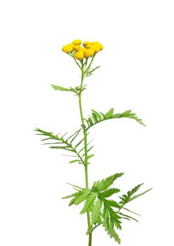 Tansy (Tanacetum vulgare)