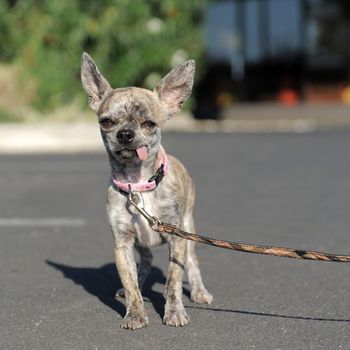 portrait of a cute purebred  chihuahua in the street