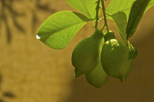 branch of lemon tree with fruits on abstract background