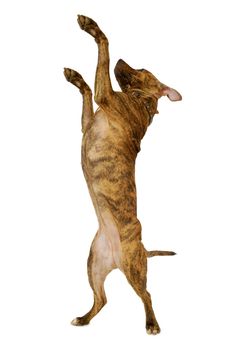 Staffordshire terrier dog standing on a clean white background