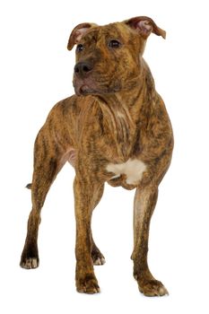 Staffordshire terrier dog is standing on a clean white background