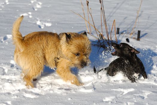 Dogs are fighting and playing in the snow. Motion blur. The breed of the dogs are a Cairn Terrier and the small dog is a mix of a Chihuahua and a Miniature Pinscher. 