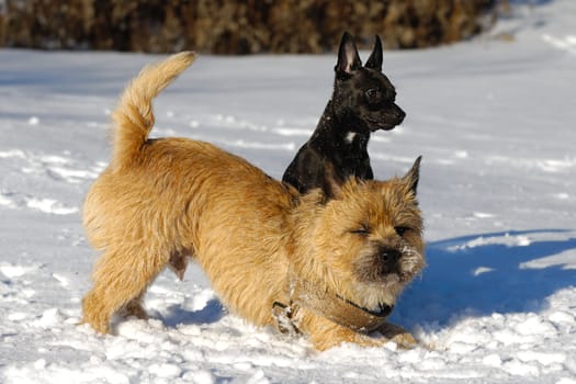 Dogs in the the snow. The breed of the dogs are a Cairn Terrier and the small dog is a mix of a Chihuahua and a Miniature Pinscher. 