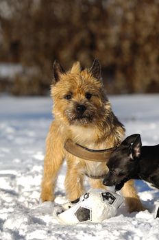 Two dogs are playing in the the snow with ball. The breed of the dogs are a Cairn Terrier and the small dog is a mix of a Chihuahua and a Miniature Pinscher. 