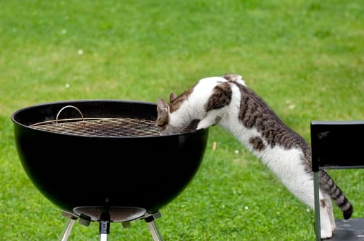 A hungry cat standing on chair reaching a grill