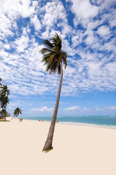 Palm hanging over exotic caribbean beach with the coast in the background.  Dominican Republic, Punta Cana.