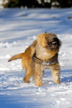 Dog is shaking snow off at winters day. Motion blur. The breed of the dog is a Cairn Terrier. 