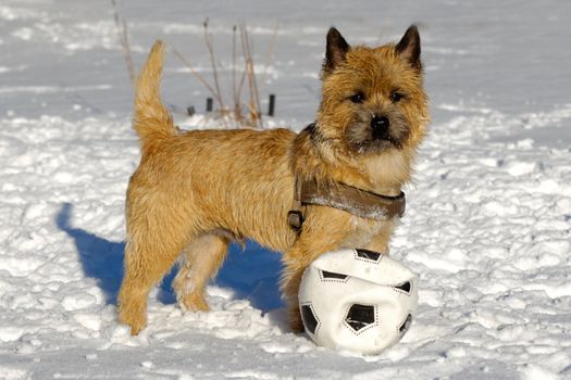 A dog is standing in the snow looking. The breed of the dog is a Cairn Terrier.
