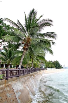 coconut palm and sea