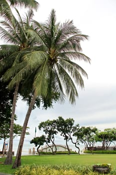 coconut palm and sea