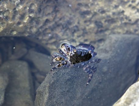 Crab meets dawn in stone near the shore