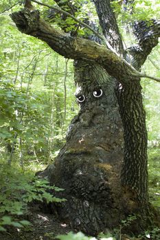 Sad old tree in young sunny forest