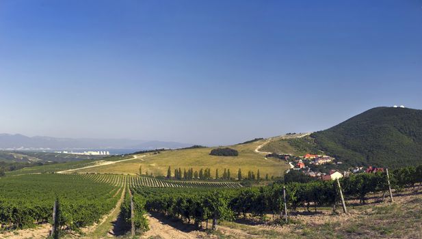 vineyard near the small village at the foot of the mountain