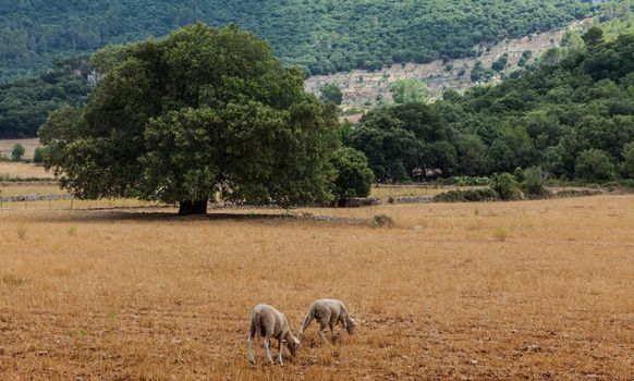 Two sheep grazing in an arid field, close to various mediterranean trees in Mallorca in Balearic Islands,Spain.
