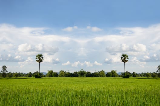 paddy field with produce grains and beautiful sky