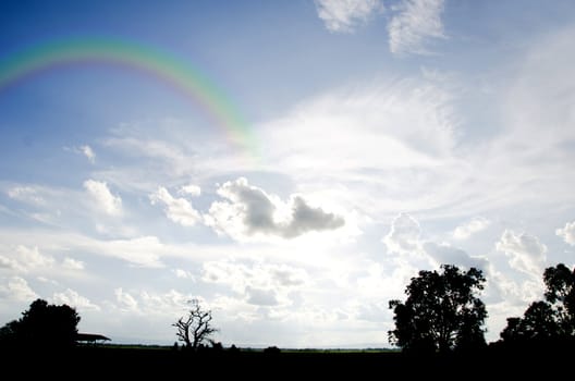 Field, tree , sky and beautiful  rainbow
