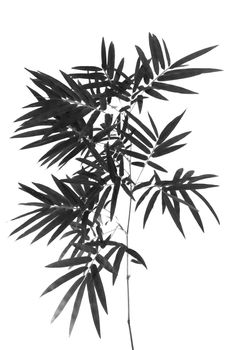 bamboo- leaves