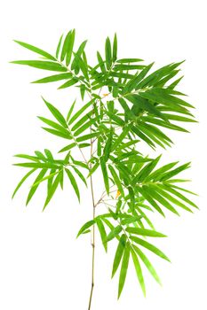 bamboo- leaves
