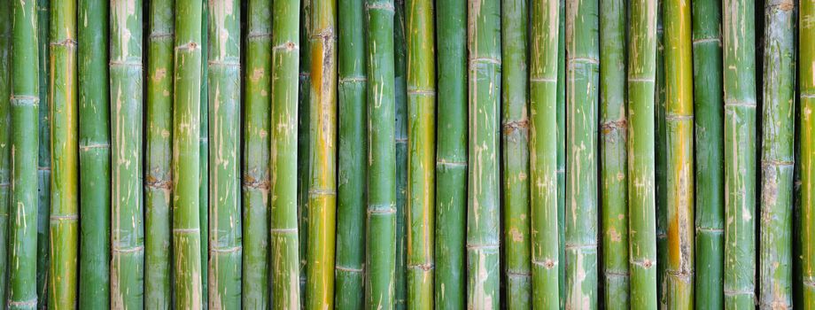 bamboo background