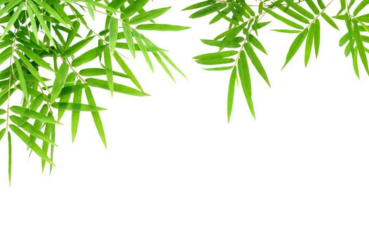 bamboo  leaves