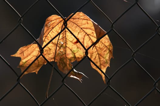 Autumn maple leaf in wire fence