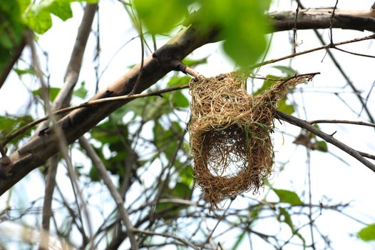 Bird's Nest on Tree