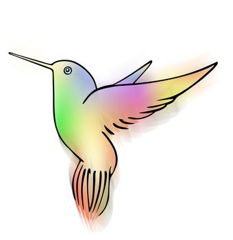 Illustration of the hummingbird - hand drawing