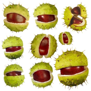 Detail of the various isolated chestnuts - buckeyes