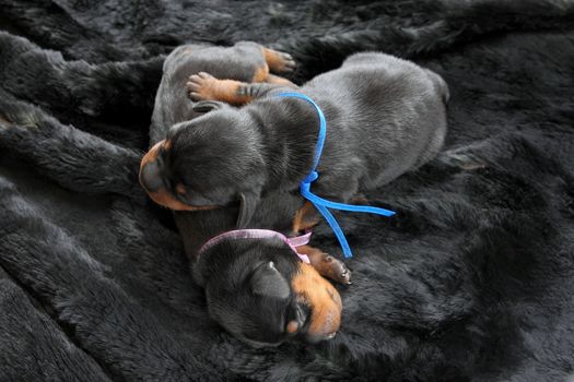 The Miniature Pinscher puppies, 5 days old