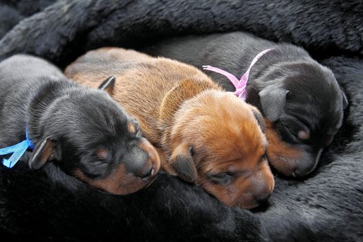 The Miniature Pinscher puppies, 5 days old