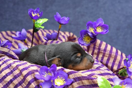 The Miniature Pinscher puppy, 5 days old