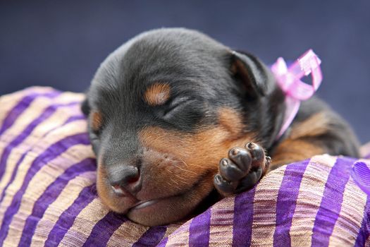 The Miniature Pinscher puppy, 5 days old