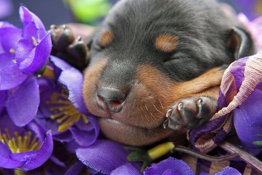 The Miniature Pinscher puppy, 5 days old